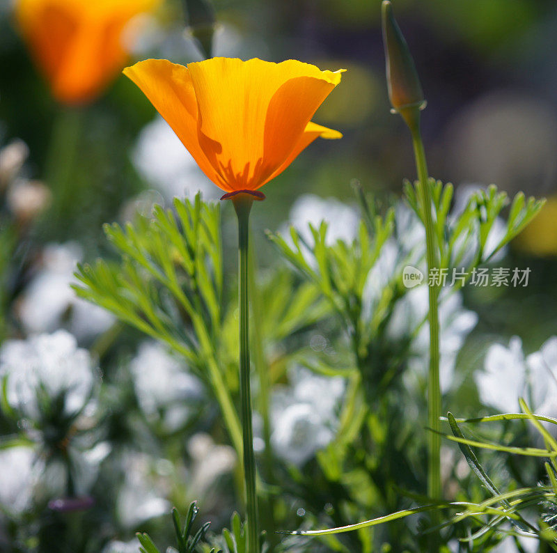 Eschscholzia californica花